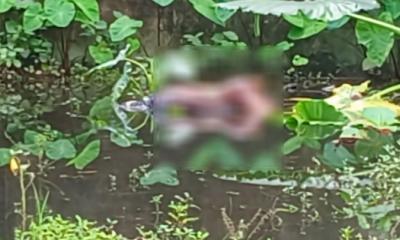 কুষ্টিয়ায় কিশোরের আত্মহত্যা, পৃথক স্থানে দুই নারীর মরদেহ উদ্ধার