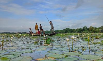 ফরিদপুরের খোয়াড় গ্রামে সাদা শাপলার নৈসর্গিক সৌন্দর্য