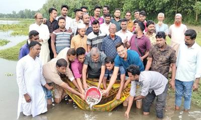 যুবদলের প্রতিষ্ঠাবার্ষিকী উপলক্ষে মাদারগঞ্জে মাছের পোনা অবমুক্তকরণ