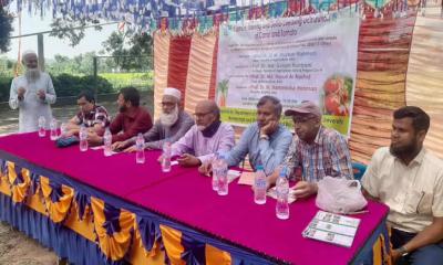 কৃষকদের বিনামূল্যে উচ্চফলনশীল গাজর-টমেটোর বীজ প্রদান করলো বাকৃবি