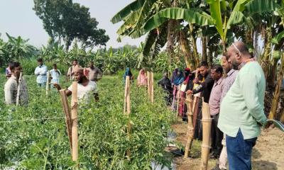 মহেশপুরে নারী ও পুরুষ চাষিদের জলবায়ু বিপদাপন্নতা ও পরিবেশ ব্যবস্থাপনা বিষয়ক প্রশিক্ষণ অনুষ্ঠিত
