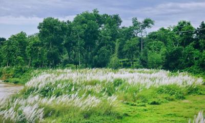শ্রীমঙ্গলে শুভ্রতা ছড়াচ্ছে কাশফুল, প্রকৃতিকে সাজিয়ে তুলেছে অনন্য রূপে