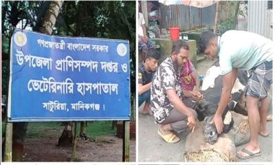 সাটুরিয়ায় পল্লী চিকিৎসকদের ভুল চিকিৎসায় ক্ষতিগ্রস্ত খামারিরা