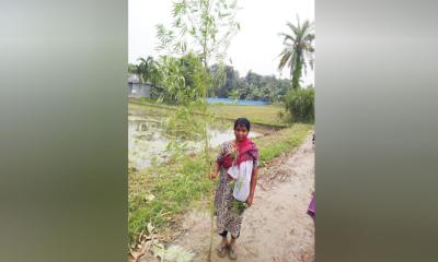 বড়াইগ্রামে যৌথ অভিযানে গাঁজার গাছসহ একজন নারী আটক