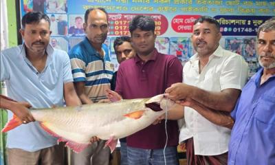 পদ্মায় ধরা ২৮ কেজির পাঙাশ বিক্রি ৫৩ হাজার টাকায়