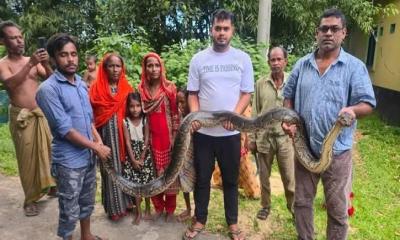 শ্রীমঙ্গলে ১০ ঘণ্টার ব্যবধানে পৃথক স্থান থেকে বিশাল ২ অজগর উদ্ধার