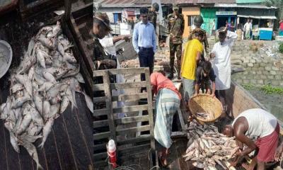 চাঁদপুরে পচা ইলিশ জব্দ, মালিককে লাখ টাকা জরিমানা