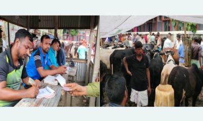 সাটুরিয়ায় পশুর হাটে অতিরিক্ত খাজনা আদায়ের অভিযোগ