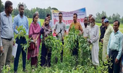 মান্দায় নার্সারি পল্লীতে ইউএনও’র অভিযান; সাড়ে ১৩ হাজার ইউক্যালিপটাসের চারা নিধন