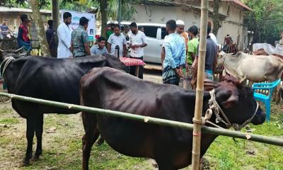 কালাইয়ে বিনামূল্যে তড়কা বা এনথ্রাক্স রোগের টিকাদান কর্মসূচি অনুষ্ঠিত
