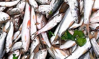 তানোরে ভারি বর্ষণে লাখ লাখ টাকার মাছ ভেসে বিলীন, মৎস্য অফিসে নেই নির্দিষ্ট তালিকা