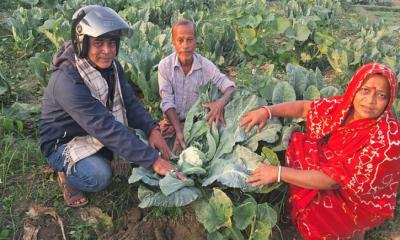 বোয়ালখালীতে মাঠজুড়ে শীতকালীন সবজি