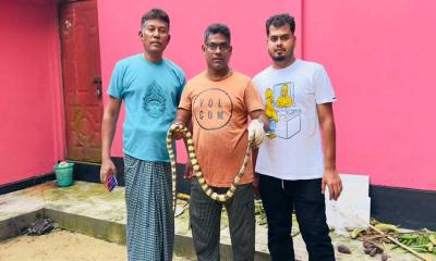 শ্রীমঙ্গলে শঙ্খিনী সাপ উদ্ধার