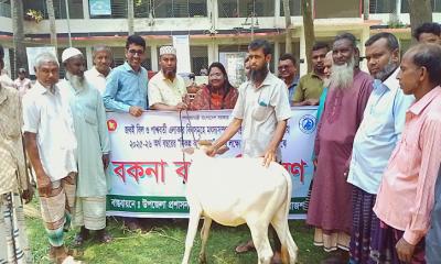 তানোরে নিবন্ধিত জেলেদের মাঝে বিনামূল্যে বকনা বাছুর বিতরণ