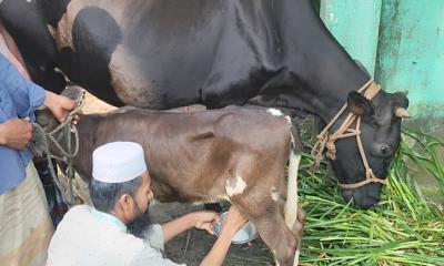 কিশোরগঞ্জে জন্মের দুই দিন পর দুধ দিচ্ছে বাছুর, এলাকায় চাঞ্চল্য