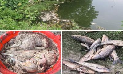 পুকুরে মরা মুরগি ফেলে মাছ নিধনের অভিযোগ