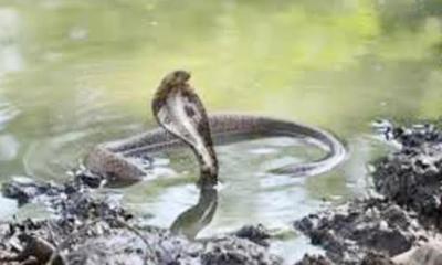 বোয়ালখালীতে বসতঘরে বিষধর ১১টি সাপ উদ্ধার