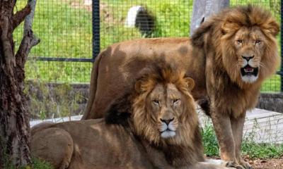 চিড়িয়াখানায় খাঁচা থেকে বের হয়ে গেল সিংহ