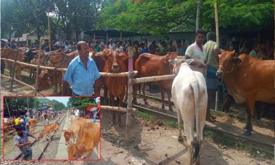 আদমদীঘিতে রেল স্টেশনের উপর অবৈধ কুরবানির হাট, টোল আদায়ের নামে লুটপাট