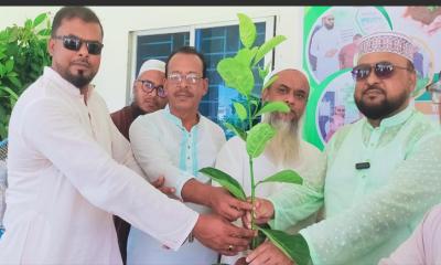 নান্দাইলে মাওলানা আফতাব উদ্দিন ওয়েলফেয়ার ট্রাস্টের উদ্যোগে ৫০০ গাছের চারা বিতরণ