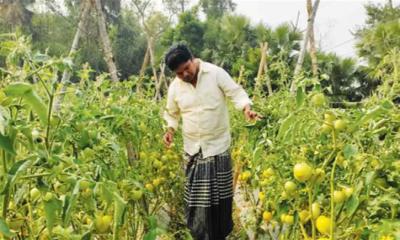 বোয়ালখালীতে মালচিং পদ্ধতিতে প্রথম গ্রীষ্মকালীন টমেটো চাষে সফল অভি বড়ুয়া