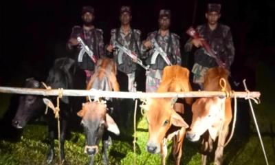 শেরপুর ও হালুয়াঘাট সীমান্তে বিপুল ভারতীয় ঔষধ, মদ ও গরু আটক