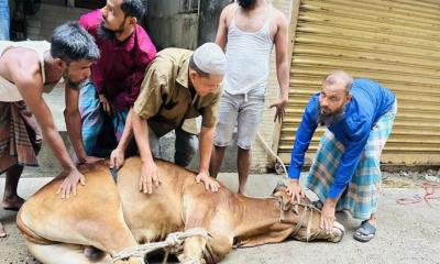 ঈদের দ্বিতীয় দিনেও চলছে পশু কোরবানি