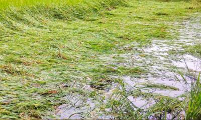 বৃষ্টি ও বাতাসে সুন্দরগঞ্জে আমন ধানের ব্যাপক ক্ষয়ক্ষতির আশঙ্কা