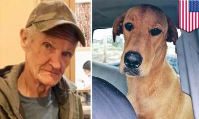 ‘অদ্ভুত’ দুর্ঘটনা, নেপথ্যে কুকুর!