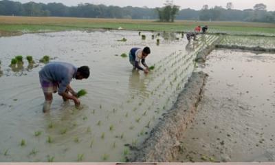বোয়ালখালীতে তীব্র শীতে কৃষক ব্যস্ত বোরো ধান রোপনে