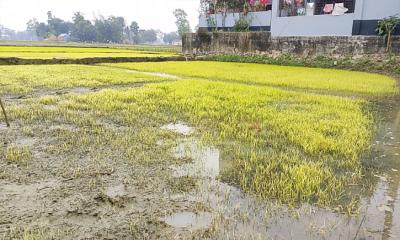 ঘন কুয়াশা ও তীব্র শীতে মরে যাচ্ছে বীজতলার চারা, বোরো চাষীরা বিপাকে