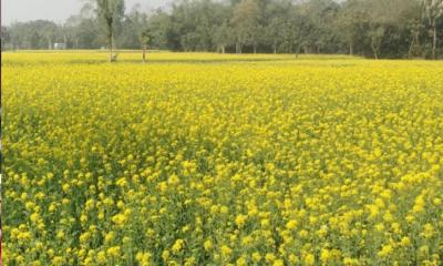 তানোরে সবুজের মাঝে হলুদের সমারোহ