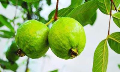 পেয়ারার  উপকারিতা