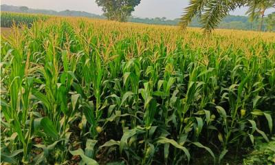 রেকর্ড পরিমাণ ভুট্টা চাষ