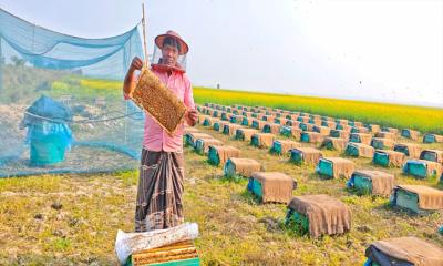 সরিষা ফুলে ভরে উঠেছে চলনবিল: ভাঙ্গুড়ায় মাঠে মাঠে মধু সংগ্রহে ব্যস্ত মৌচাষিরা