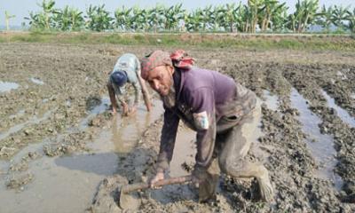 নড়াইলে কৃষকের বোরো ধান রোপনের ধুম