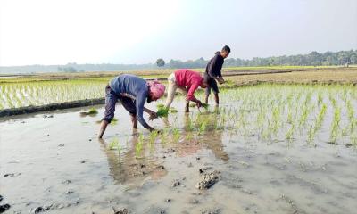 নড়াইলে বেড়েছে বোরো ধানের আবাদ
