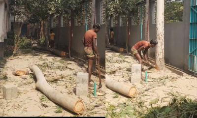 লৌহজংয়ে অনুমতি ছাড়াই শিক্ষা প্রতিষ্ঠানের গাছ কেটে ফেললেন প্রধান শিক্ষক