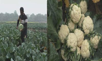 নড়াইলে মাঠজুড়ে ফুলকপি বাম্পার ফলন
