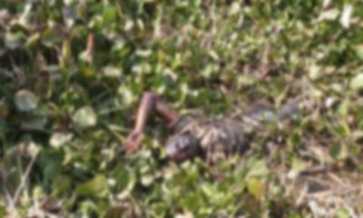 জীবননগরে যুবকের লাশ উদ্ধার