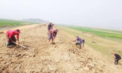 শান্তিগঞ্জের হাওর রক্ষা বাধে বিল নিয়ে বিপাকে পি আইসিরা