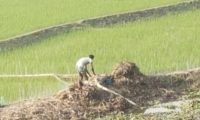 তানোরে বোরো চাষে কৃষকের ভরসা স্যালোমেশিন