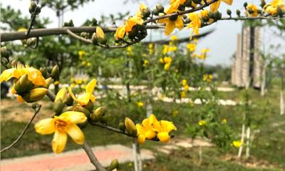বার্ড পার্কে মুগ্ধতা ছড়াচ্ছে দুষ্পাপ্য হলুদ শিমুল