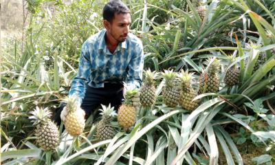 ‘হানিকুইন’ আনারস চাষে কৃষকের বাজিমাত
