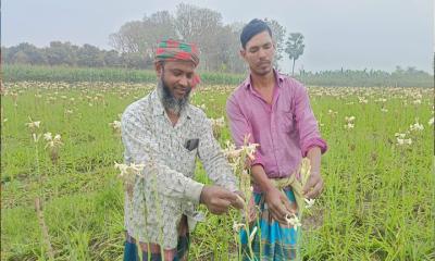 রজনীগন্ধা ফুল চাষ করে লাভবান হচ্ছেন চাষি