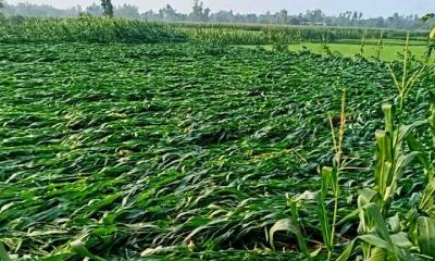বৃষ্টিতে মাদারগঞ্জে গম ও ভুট্টা ক্ষেতের ব্যাপক ক্ষতি
