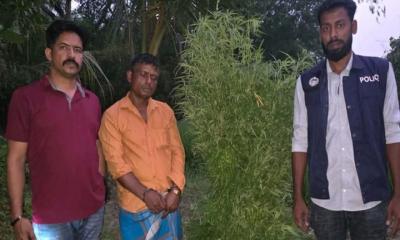 ফরিদগঞ্জে ধানক্ষেত থেকে গাঁজা গাছ উদ্ধার, গ্রেফতার ১