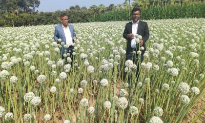 চুয়াডাঙ্গায় পেঁয়াজ বীজ চাষে সফলতা, আগ্রহ বাড়ছে চাষিদের