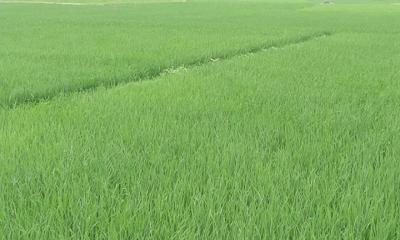 রামগঞ্জে বোরো মৌসুমে জ্বালানি সংকট