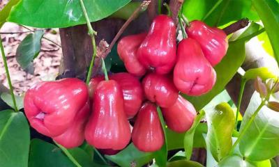 জামরুল ফলের উপকারিতা